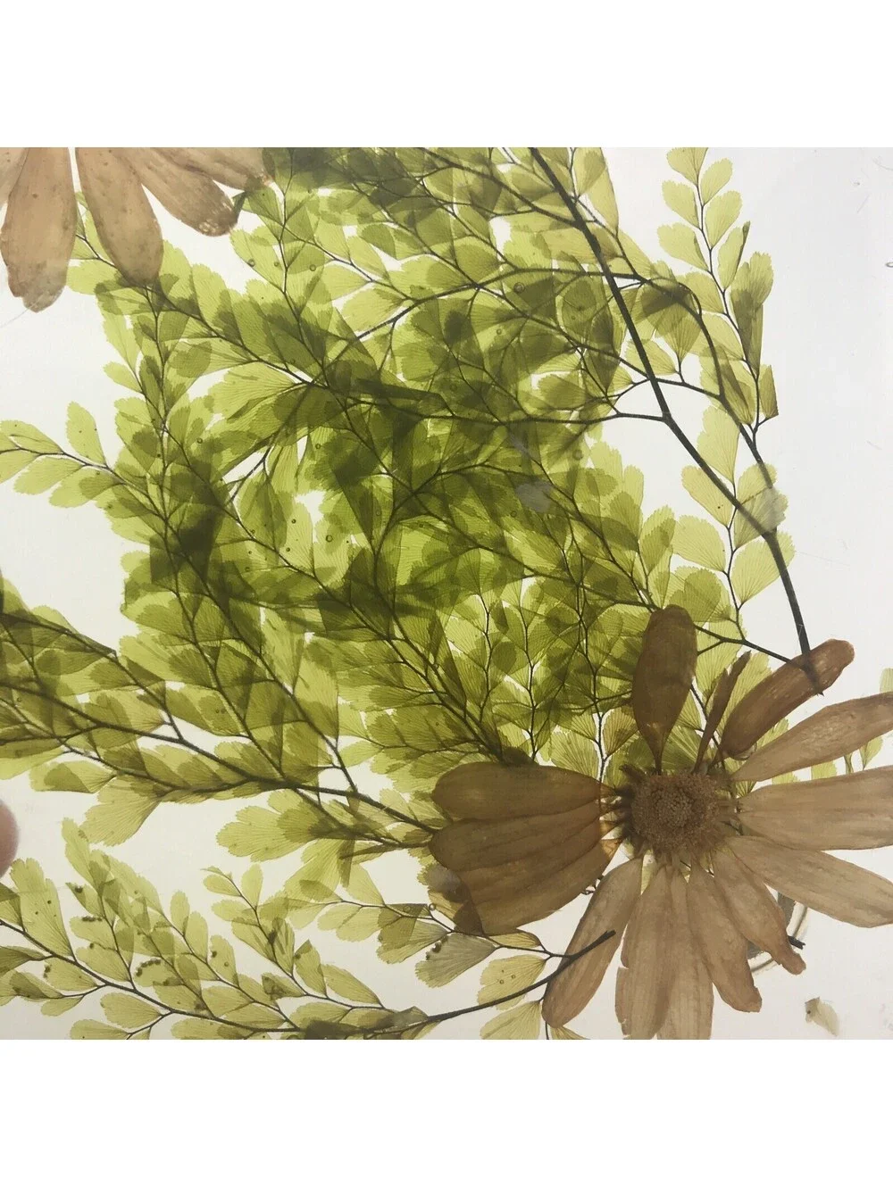 Vintage Acrylic Resin Trivet Daisy Fern Dried Flowers 7.75” Square MCM Footed
